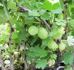 Groseillier à maquereaux / Ribes uva crispa